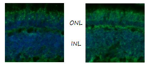  IF analysis of Ush2c/Adgrv1 using anti-Ush2c/Adgrv1 antibody (DZ41033)