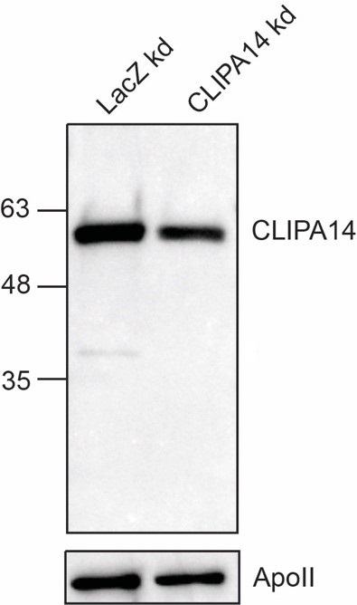 dz41073 clipa14 primary antibodies wb testing 1_1