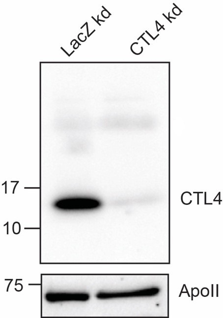 dz41074 ctl4 primary antibodies wb testing 1