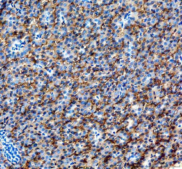  IHC analysis of Hgd using anti-Hgd antibody (DZ41116)