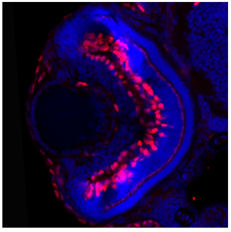  IF analysis of Tfap2a using anti-Tfap2a antibody (DZ41119)