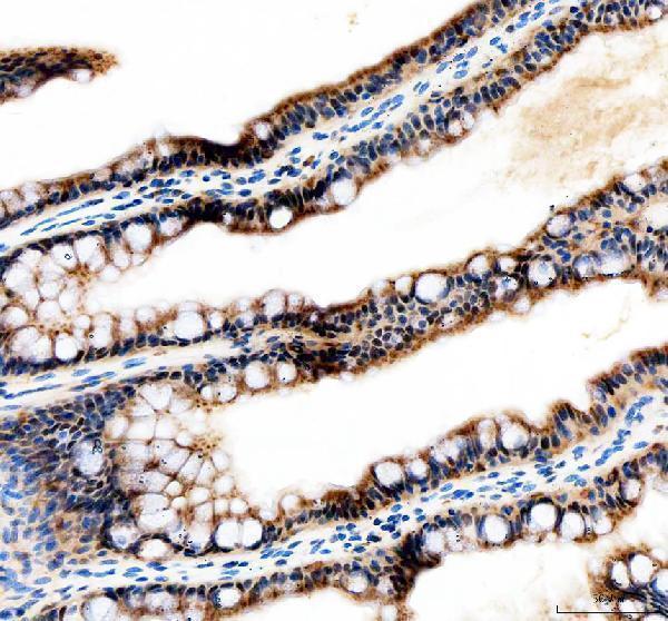  IHC analysis of Tfap2a using anti-Tfap2a antibody (DZ41119)