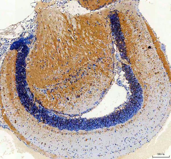 IHC analysis of Cemip using anti-Cemip antibody (DZ41148)
