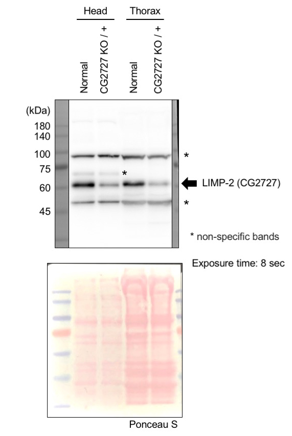 dz41152 emp primary antibodies wb testing 1