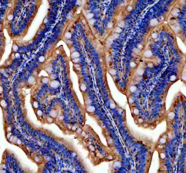 dz41186 zgc_153521 primary antibodies ihc testing 3