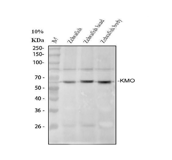  Western blot analysis of Kmo using anti-Kmo antibody (DZ41201)