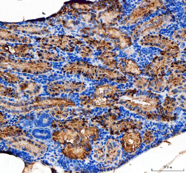 dz41233 dusp4 primary antibodies ihc testing 2