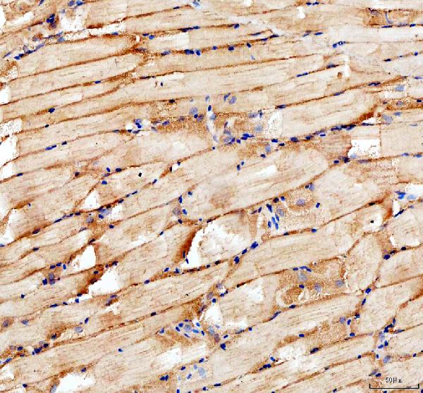 dz41236 myomaker primary antibodies ihc testing 1