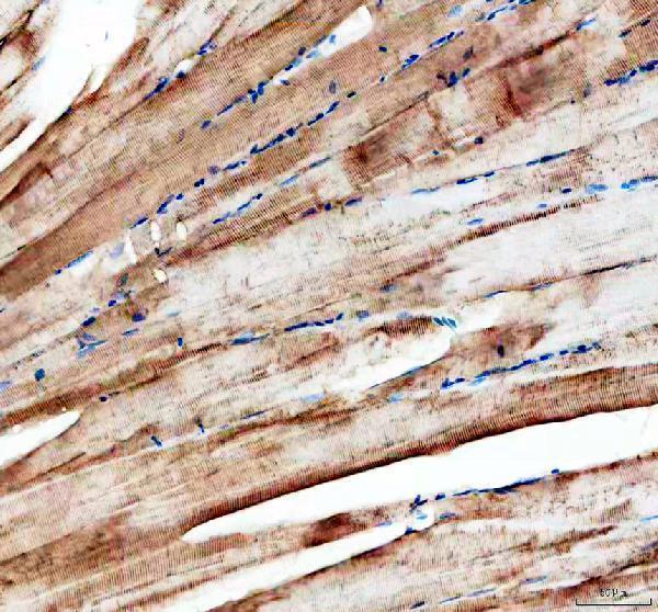 dz41237 myomixer primary antibodies ihc testing 1_1