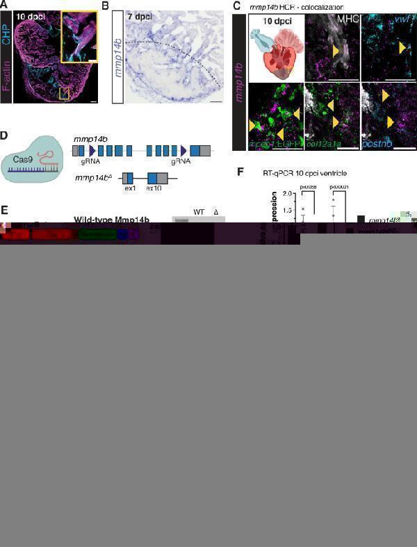 dz41260 41467_2025_59169_fig7_html