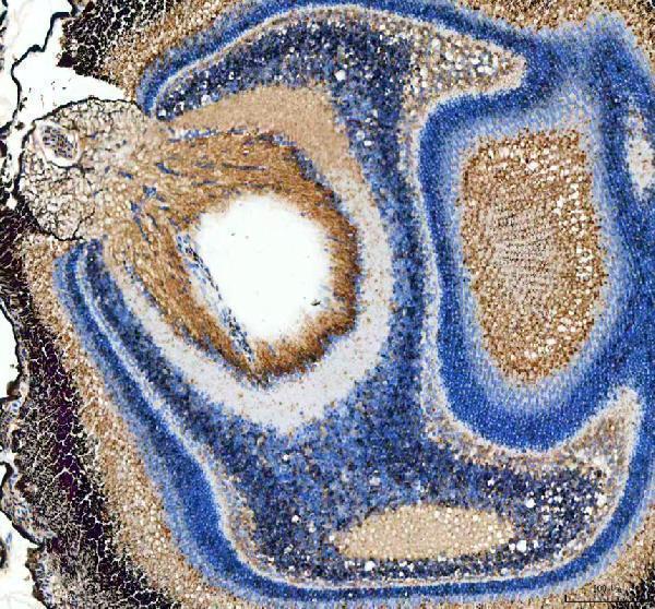 dz41260 col12a1a primary antibodies ihc testing 1