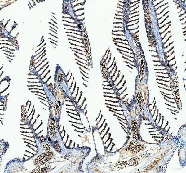 dz41260 col12a1a primary antibodies ihc testing 2