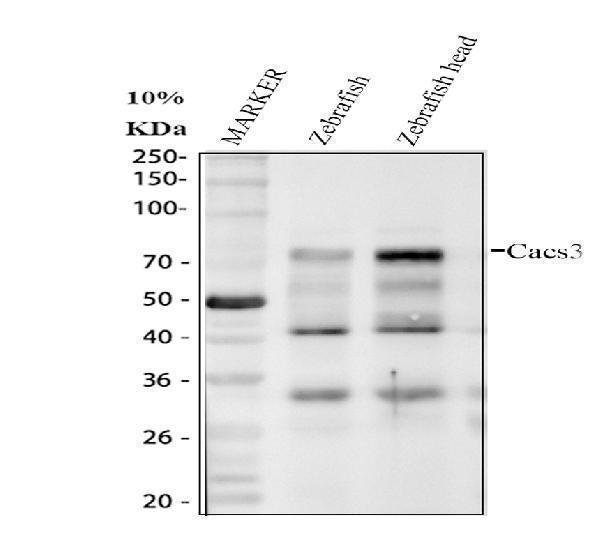 dz41294 casc3 primary antibodies wb testing 1_1