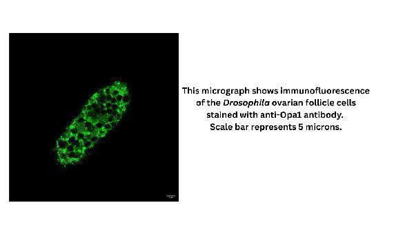 IF analysis of Opa1 using anti-Opa1 antibody (DZ41316)