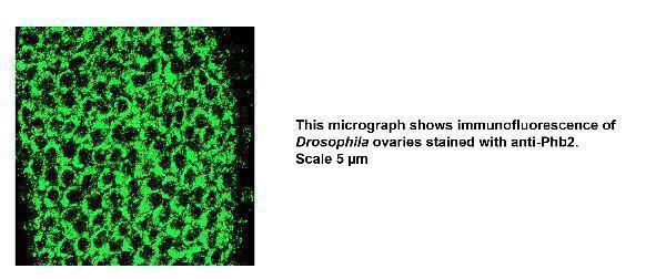 IF analysis of Phb2 using anti-Phb2 antibody (DZ41317)