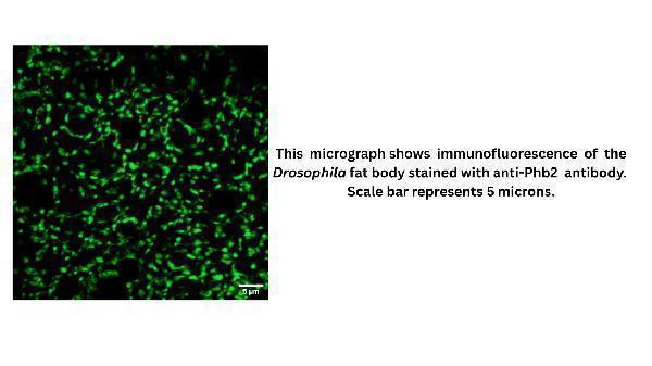 IF analysis of Phb2 using anti-Phb2 antibody (DZ41317)