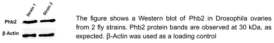 The figure shows a Western blot of Phb2 in Drosophila ovaries from 2 fly strains