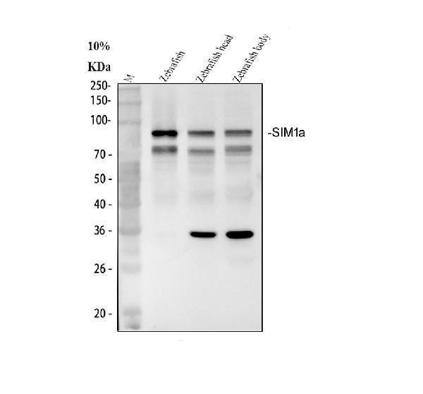 dz41372 sim1a primary antibodies wb testing 1