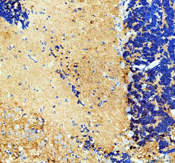  IHC analysis of Gpr179 using anti-Gpr179 antibody (DZ41643)