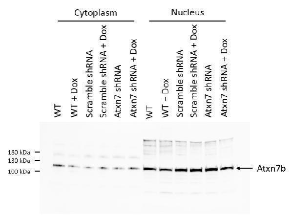 Western blot analysis of Atxn7 using anti-Atxn7 antibody (DZ41648)
