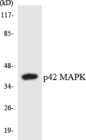 Western blot analysis of extracts from Jurkat/293 cells