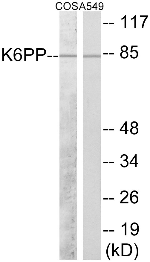 Western blot analysis of extracts from A549/COS7 cells
