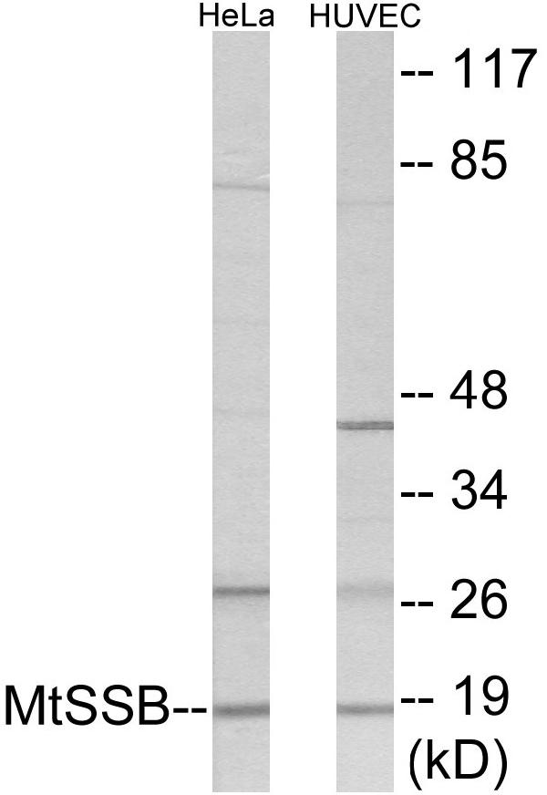 Western blot analysis of extracts from HuvEc/HeLa cells