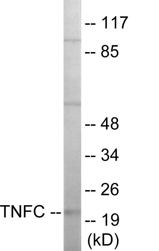 Western blot analysis of extracts from HepG2 cells