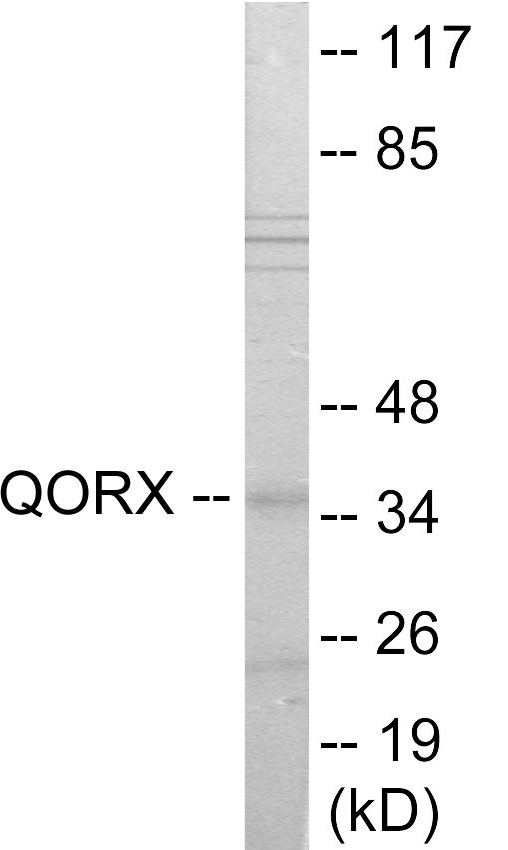 Western blot analysis of extracts from 293 cells