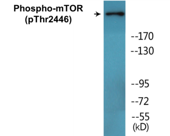 ekc2319 mtor phospho thr2446 colorimetric cell based elisa kit wb testing 1