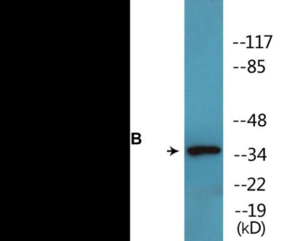 ekc2329 tisb phospho ser92 colorimetric cell based elisa kit wb testing 1