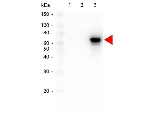 Western Blot of Mouse anti-AKT3 antibody