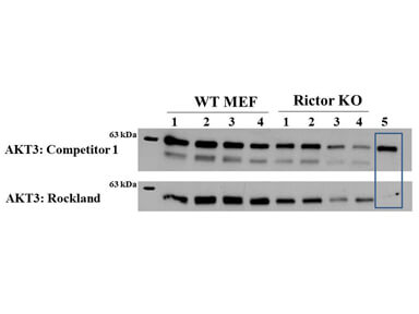 f00520 akt3 primary antibodies wb testing 6