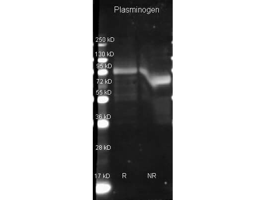 Boster Goat anti Plasminogen  antibody (200-101-208 lot 6571) was used to detect Plasminogen under reducing (R) and non-reducing (NR) conditions