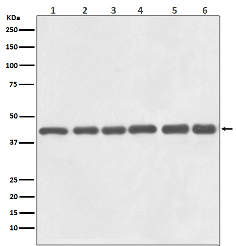 h01263 actb primary antibodies wb testing 1_1