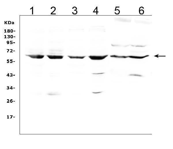 lbp primary antibodies a00809 3 wb testing 1