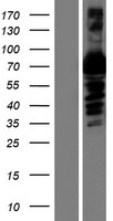 A1BG Human Over-expression Lysates NM_130786