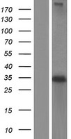 ls000009 nat1 human over expression lysates nm 001160173 wb testing 4