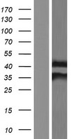 ls000009 nat1 human over expression lysates nm 001160175 wb testing 7