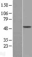 ls000013 aadac human over expression lysates nm 001086 wb testing 1