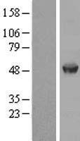 ls000014 aamp human over expression lysates nm 001087 wb testing 1