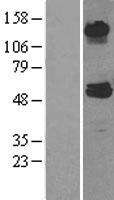 ls000018 abat human over expression lysates nm 001127448 wb testing 3