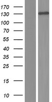ABL2 Human Over-expression Lysates NM_001100108