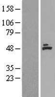 ls000034 acadm human over expression lysates nm 000016 wb testing 1