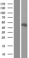 ls000034 acadm human over expression lysates nm 001127328 wb testing 2