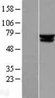 ls000037 acadvl human over expression lysates nm 001033859 wb testing 1