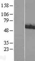 ACCN1 (ASIC2) Human Over-expression Lysates NM_001094