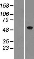 ACCN2 (ASIC1) Human Over-expression Lysates NM_001095