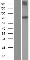ls000051 acox1 human over expression lysates nm 001185039 wb testing 1