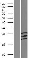 ls000053 acid phosphatase 2 acp2 human over expression lysates nm 001131064 wb testing 1